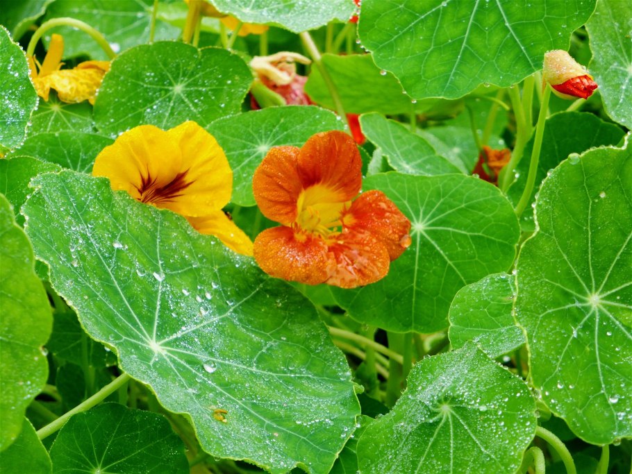 Настурция трехцветная (Tropaeolum Tricolor)