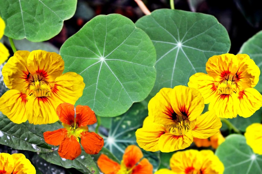 Tropaeolum majus, Nasturtium