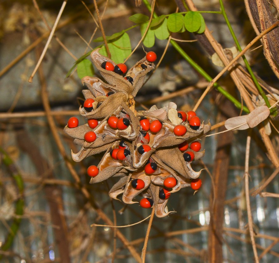 Четочник молитвенный