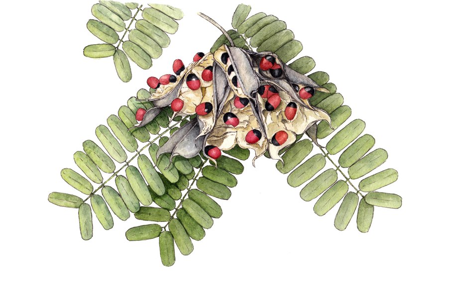 Абрус молитвенный (Crab´s Eye)