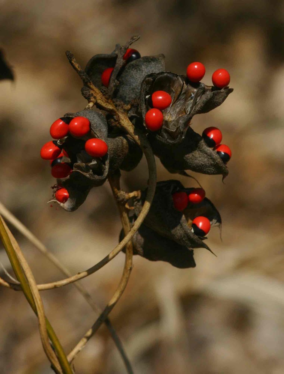 Горох Розария