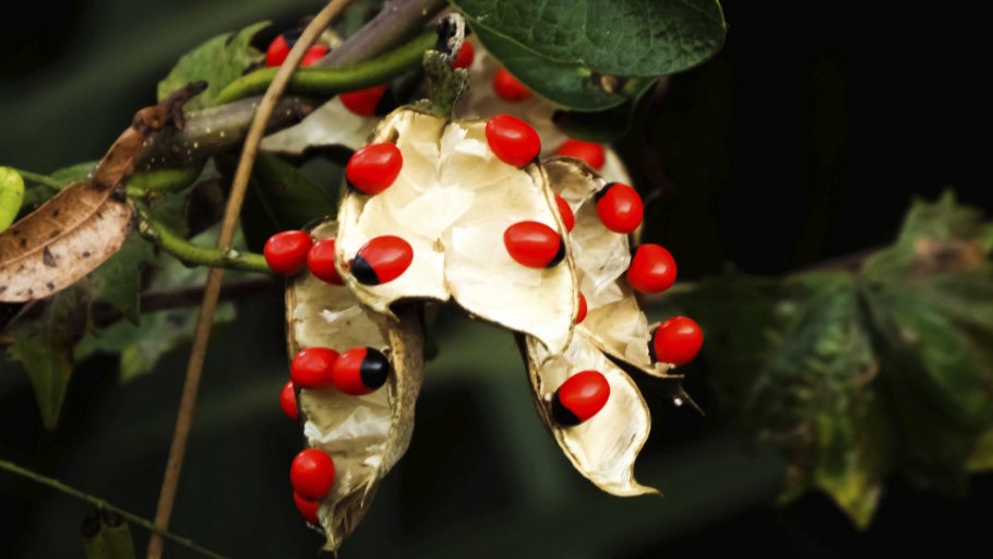 Абрус молитвенный