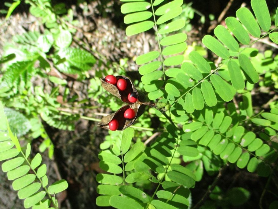 Семена еквирити