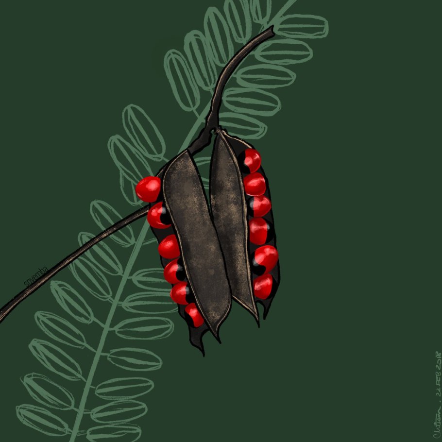 Абрус молитвенный (Crab´s Eye)