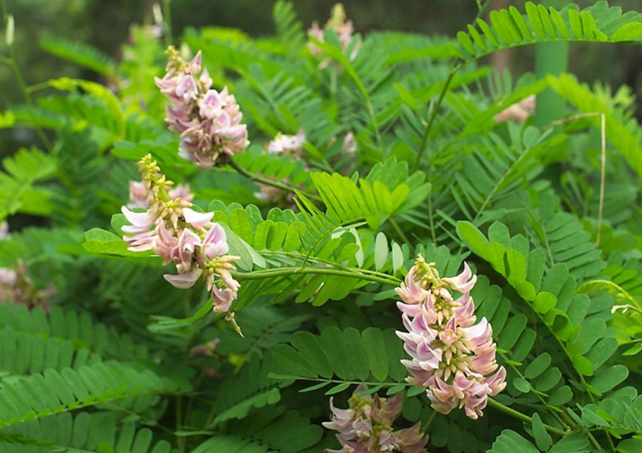 Абрус молитвенный (Crab´s Eye)