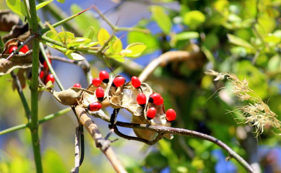 Абрус молитвенный