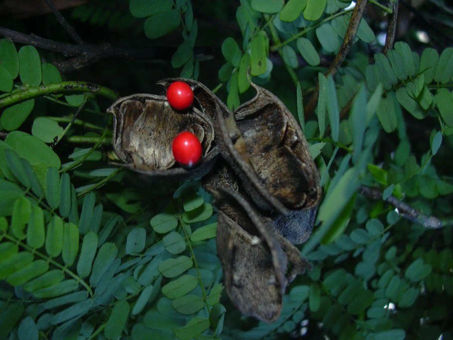 Абрус молитвенный (Crab´s Eye)