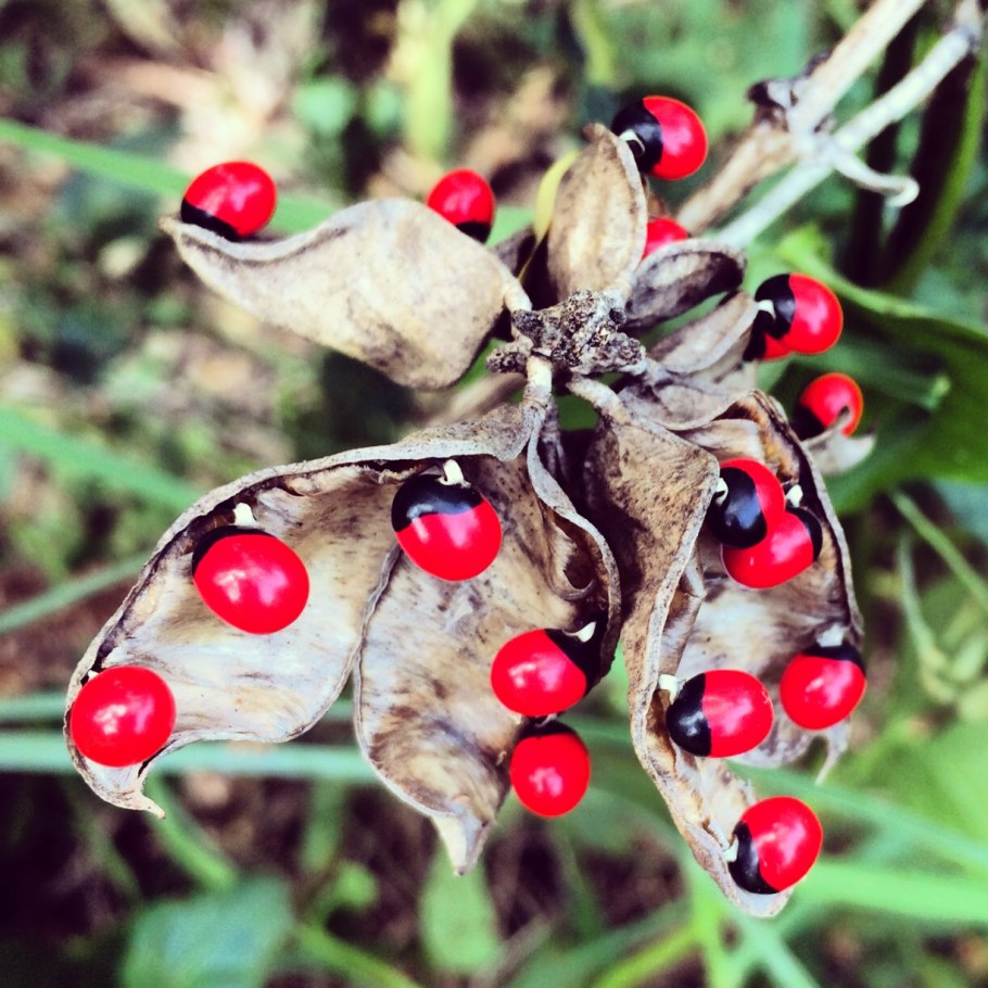 Токсальбумин Абрин
