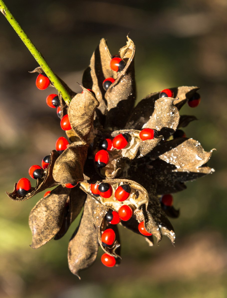 Абрус молитвенный