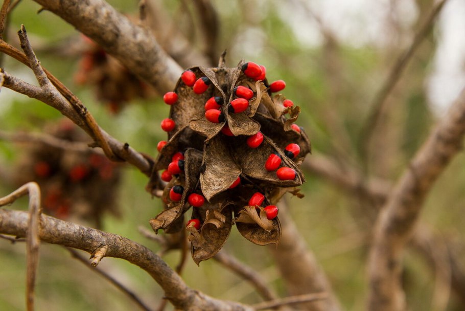 Абрус растение