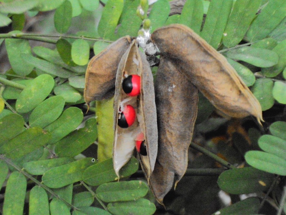 Горошина Розария