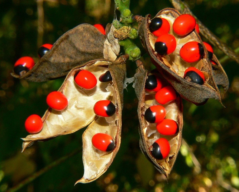 Абрус молитвенный растение