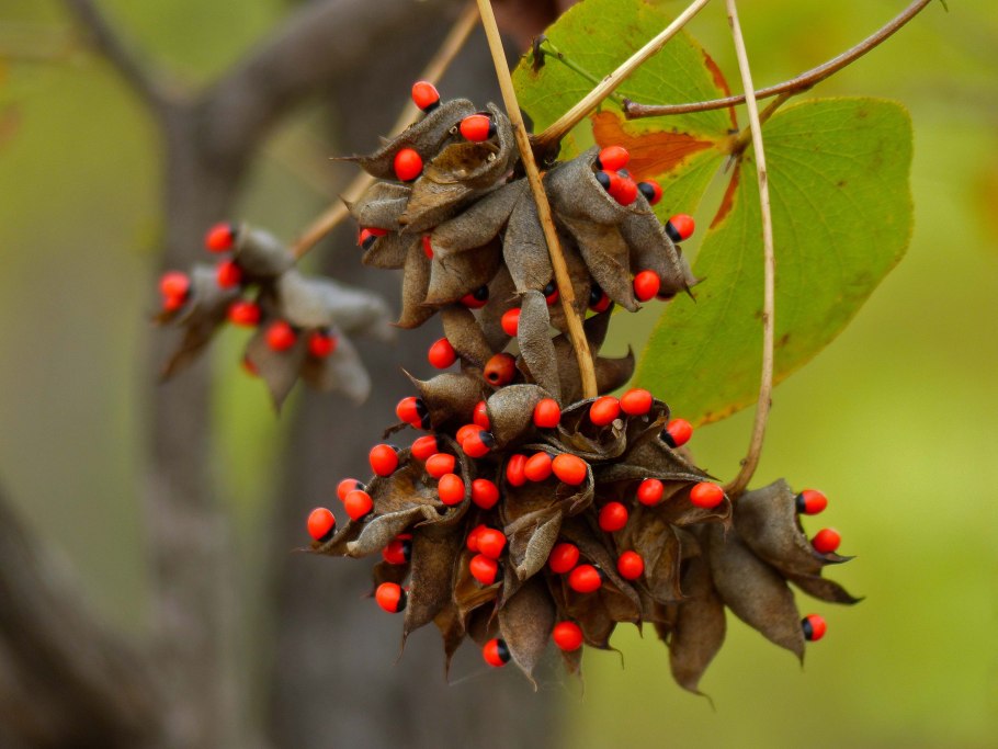 Абрус молитвенный