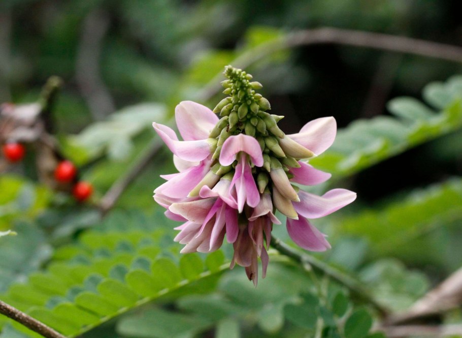 Абрус молитвенный растение