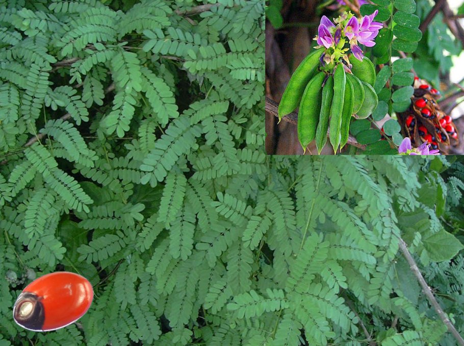 Абрус молитвенный (Abrus precatorius (Jequirity)