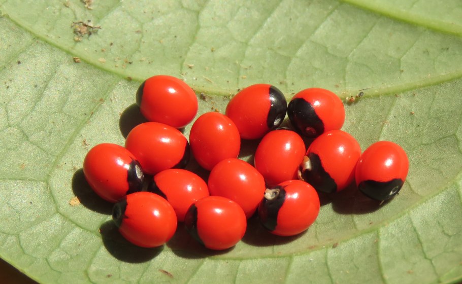 Абрус молитвенный (Crab´s Eye)