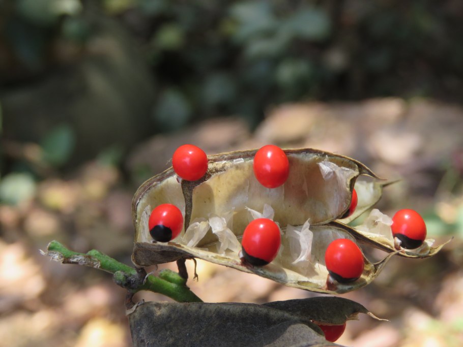 Rosary pea