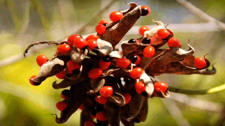 Абрус молитвенный растение