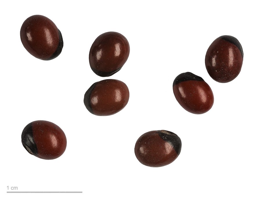 Абрус молитвенный (Crab´s Eye)