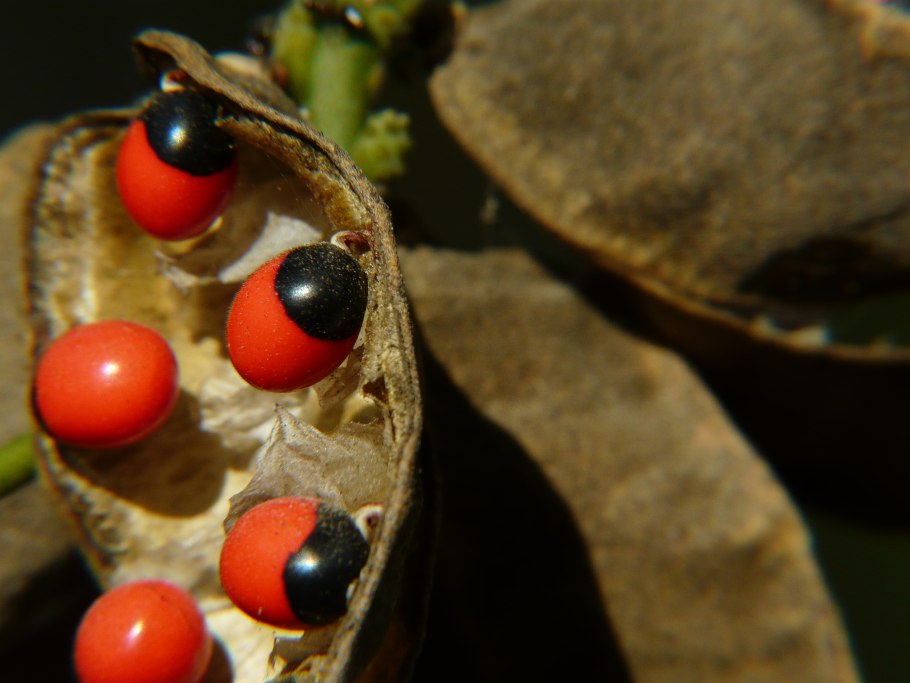 Абрус молитвенный (crab´s eye)