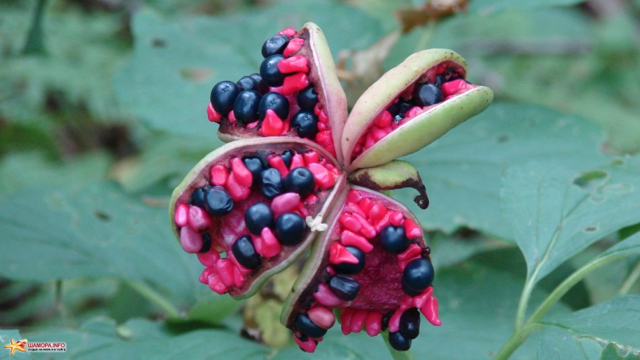 Абрус молитвенный