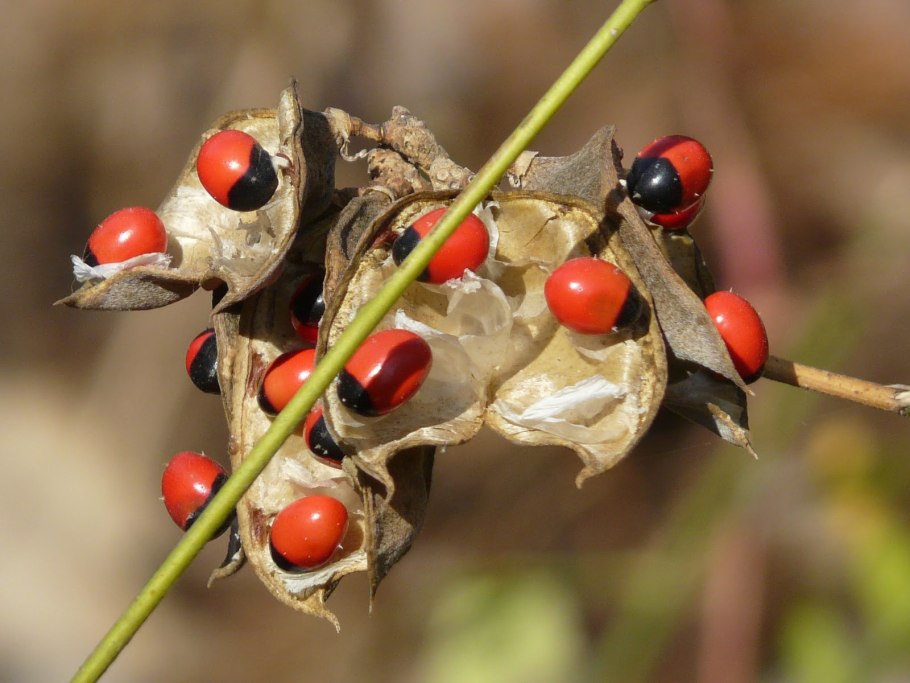 Абрус молитвенный растение