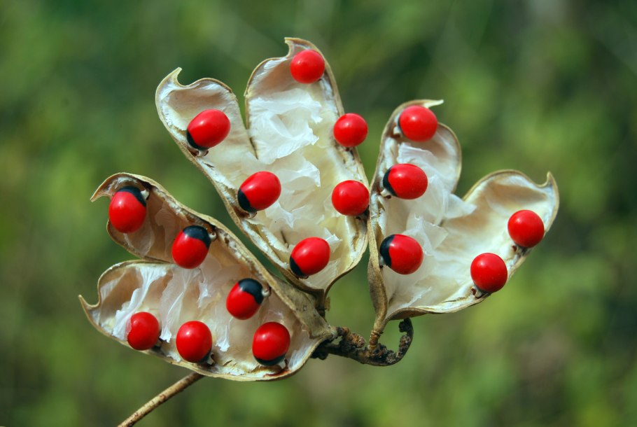 Абрус молитвенный (Crab´s Eye)