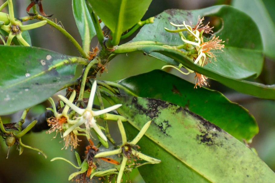 Мангровые заросли амазонки