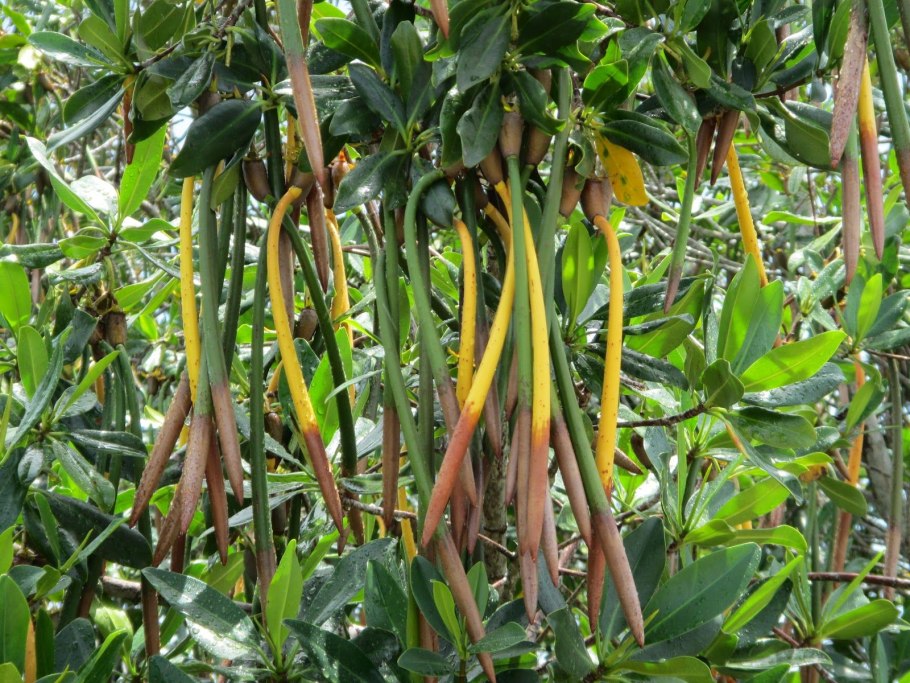 Ризофора остроконечная