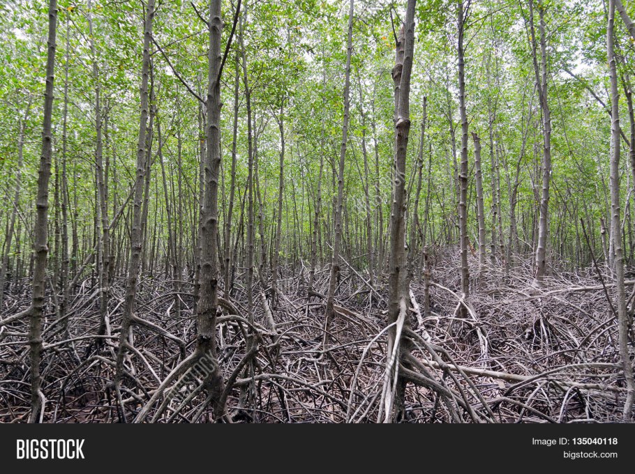 Мангры корни