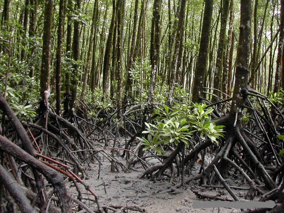 Распростертые оси ризофоров