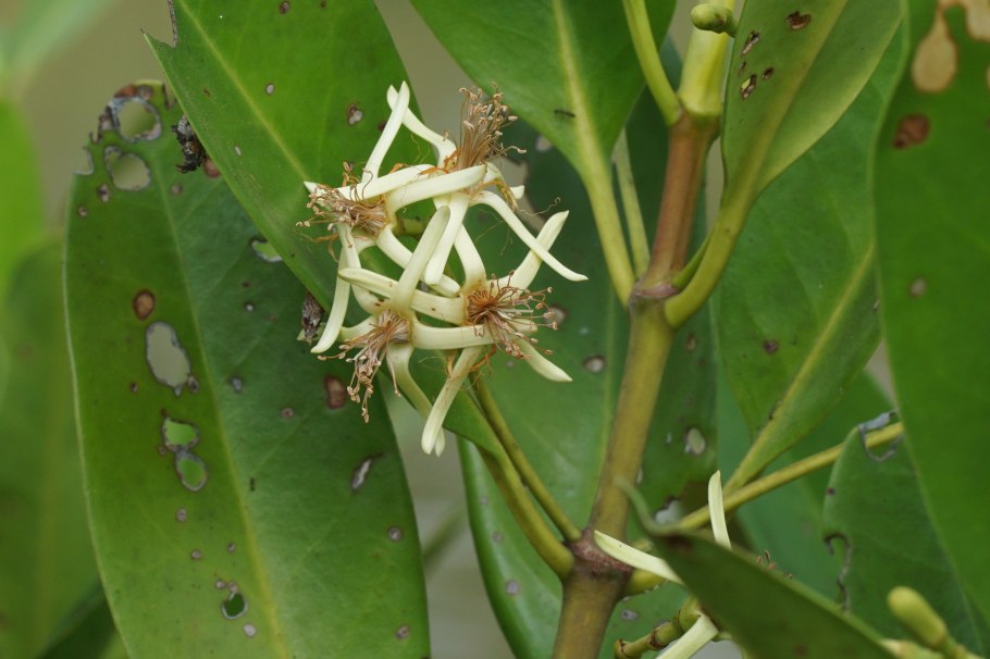 Красное мангровое дерево Rhizophora Mangle