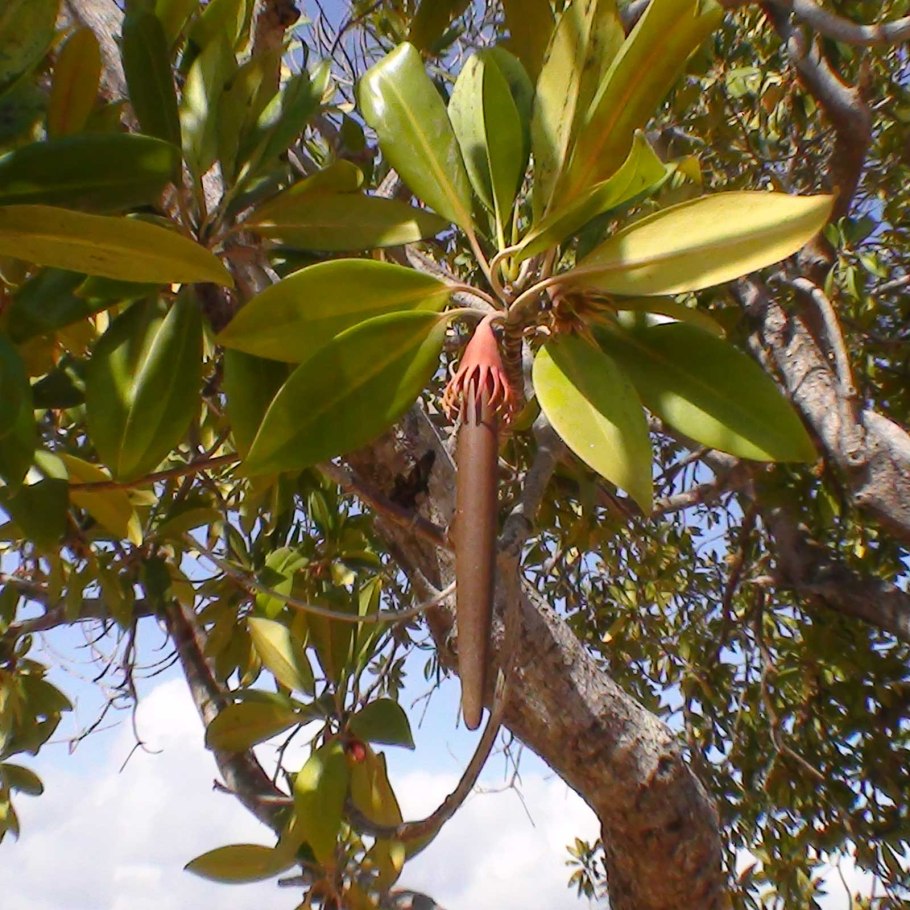 Ходульные корни ризофора