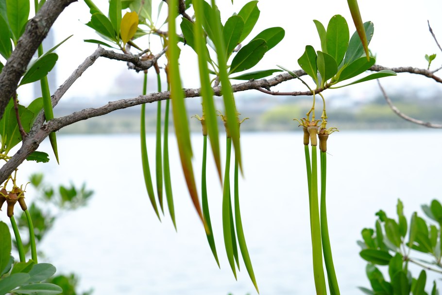 Clathropteris obovata