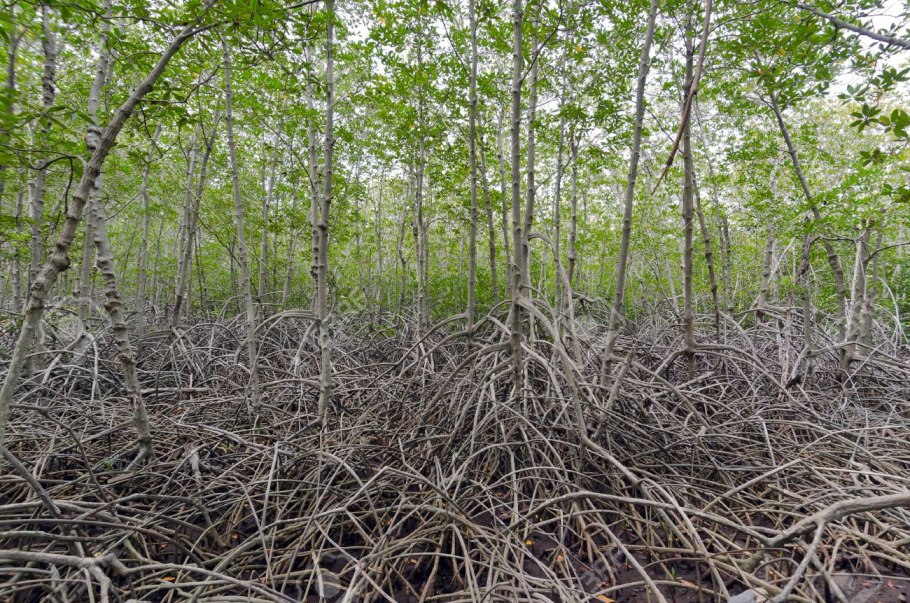 Мальдивы Флора мангровые