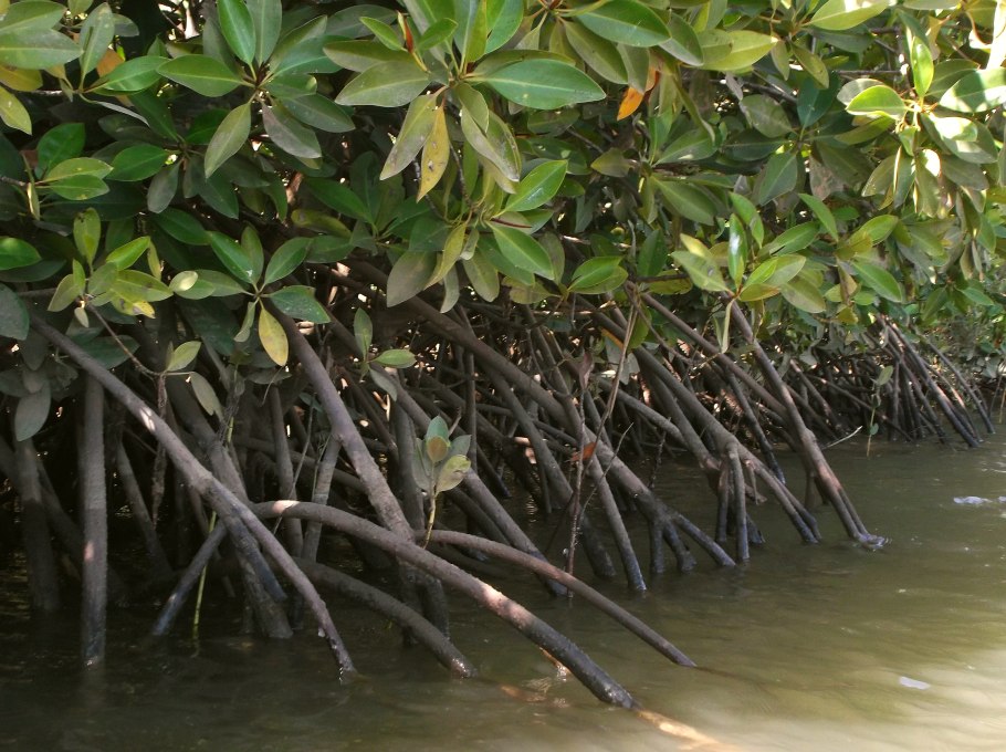 Ризофоровые мангры