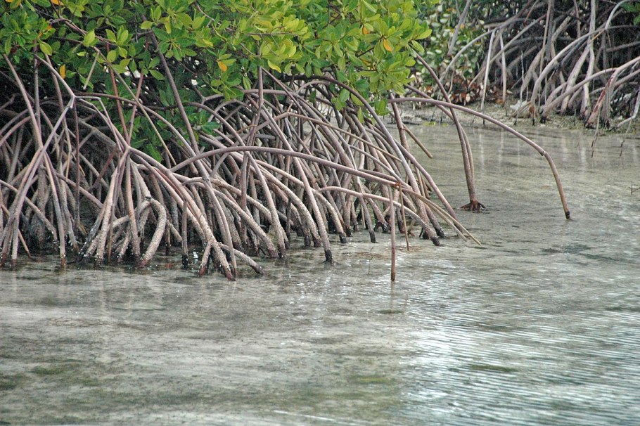 Ризофора (Rhizophora).