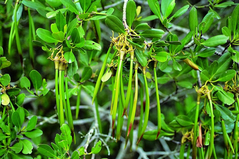 Rhizophora mucronata