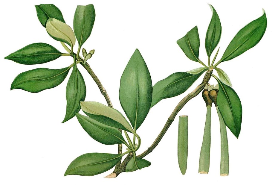 Ходульные корни ризофора