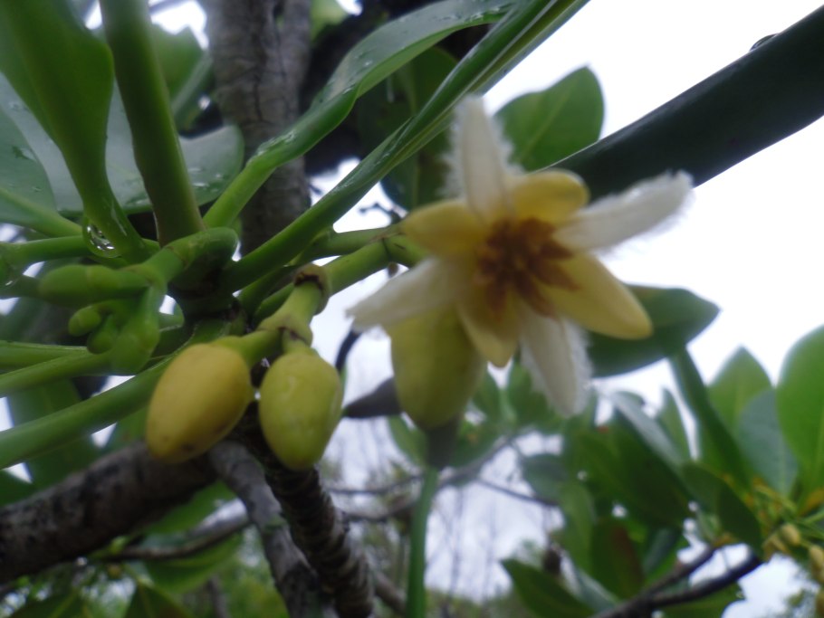 Ризофора живородящее дерево