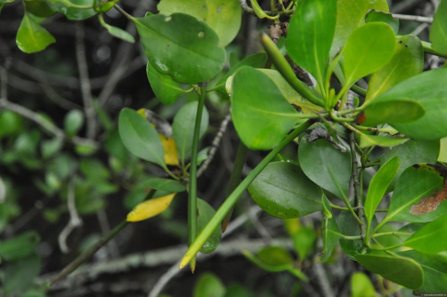 Ризофора мангровая