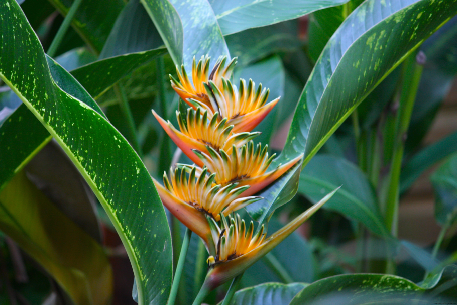 Памианта Перуанская Pamianthe peruviana