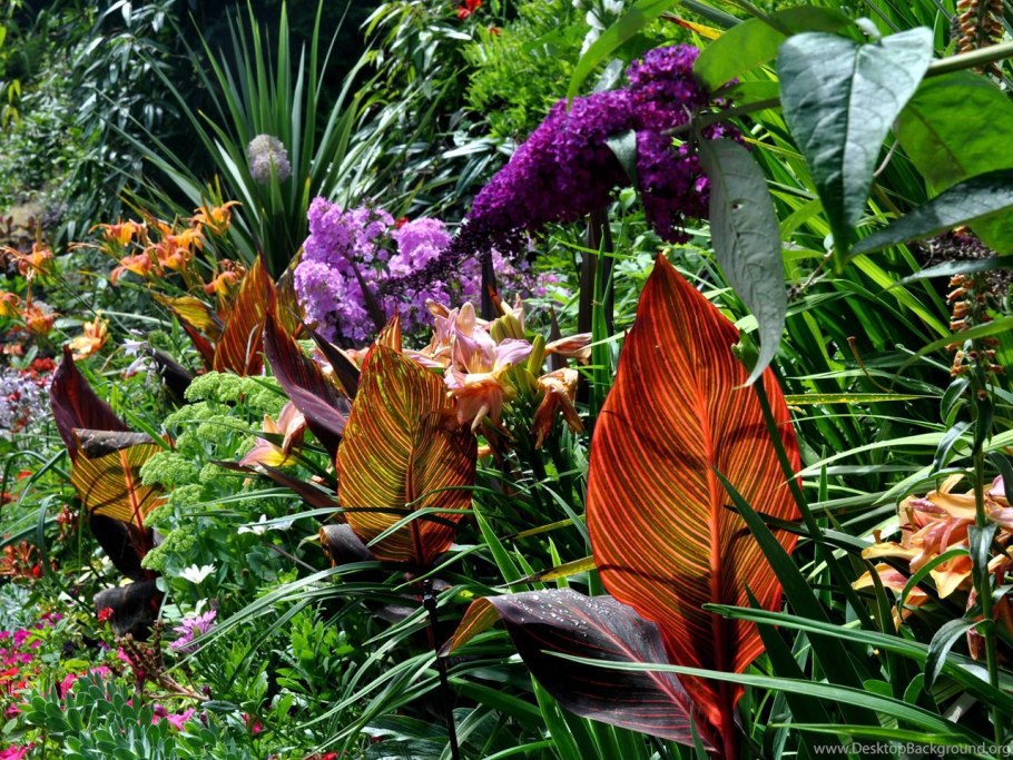 Филодендрон Маджой