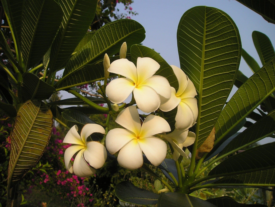 Тропические леса Сан Паулу