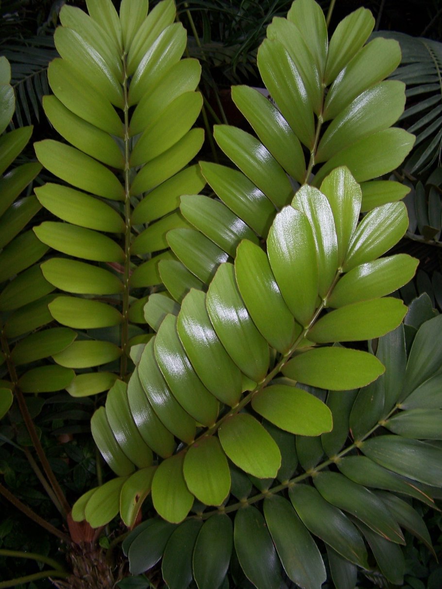 Zamia furfuracea