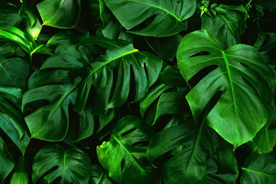 Монстера крупнолистная