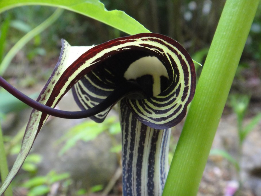 Arisaema flavum