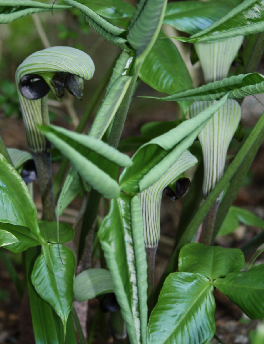 Arisaema ringens