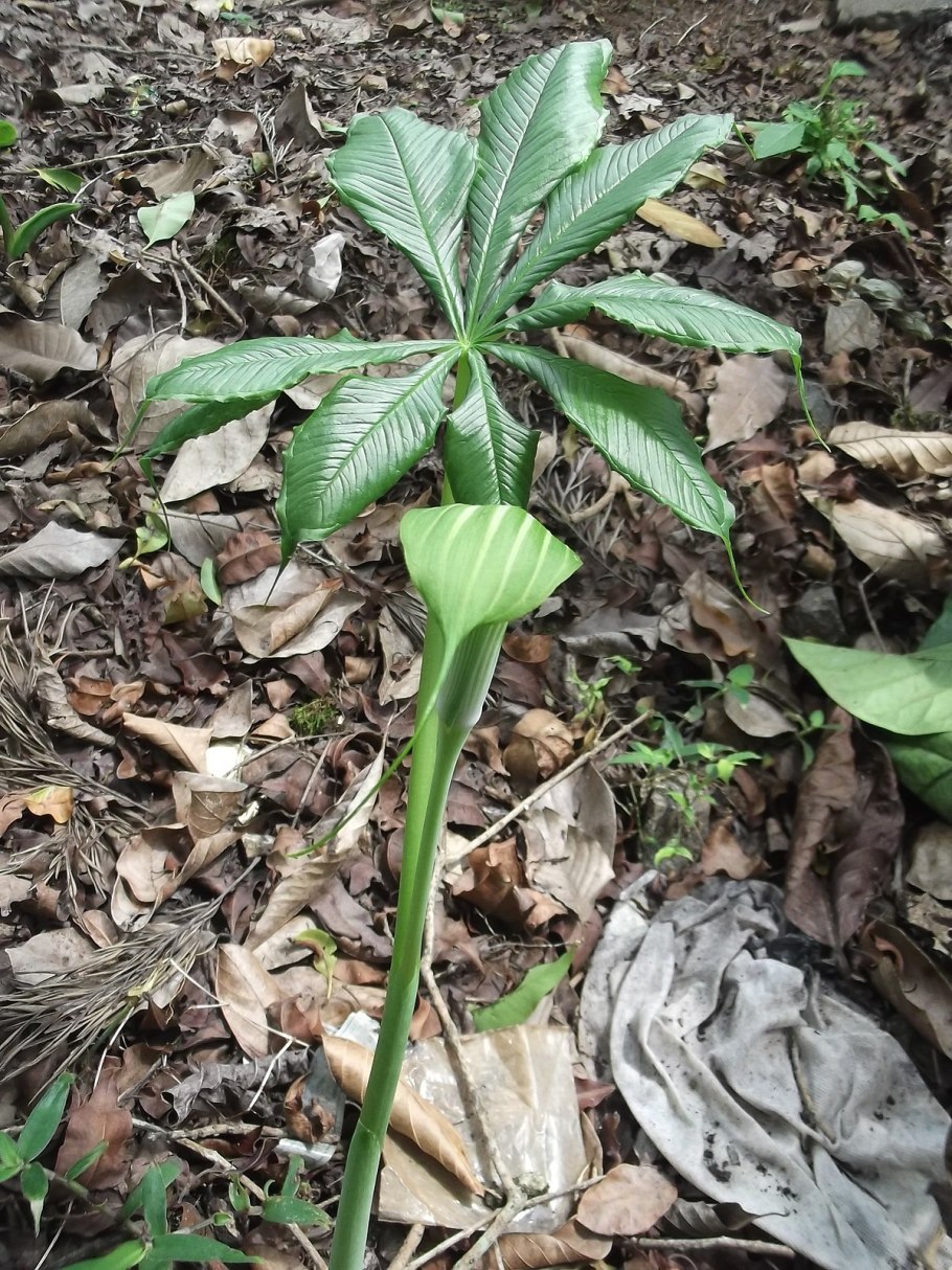 Аризема реснитчатая Arisaema ciliatum
