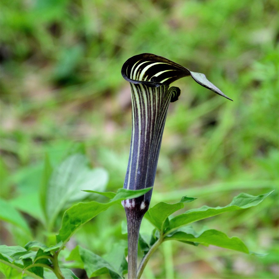 Arisaema serratum